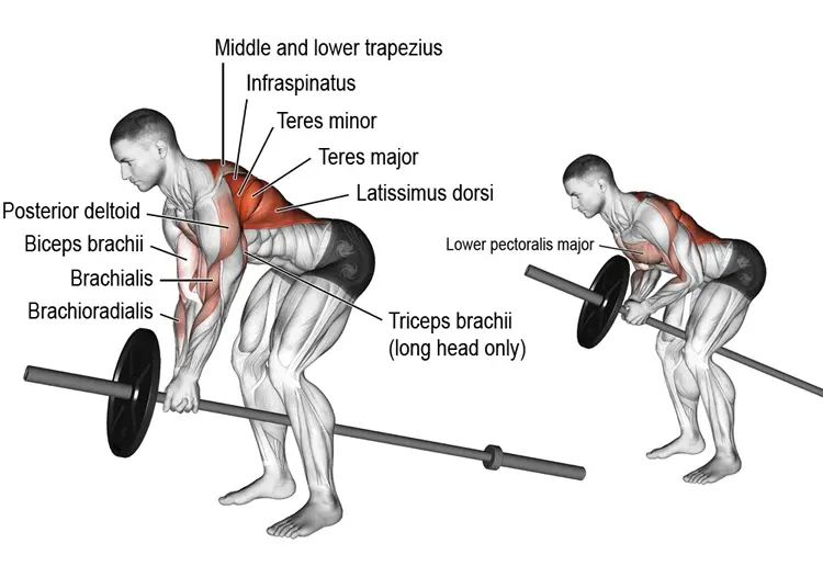 barbell-t-bar-rows